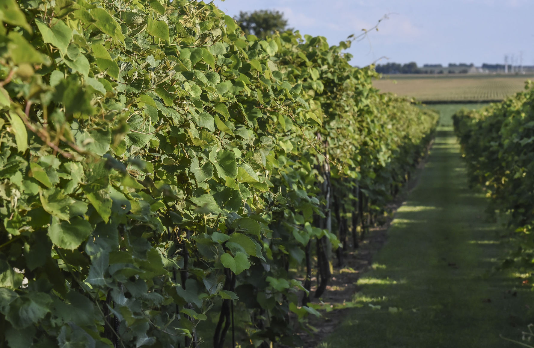 Arpeggio's 2-acre vineyard